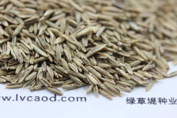 白標多年生黑麥草種子 白標多年生黑麥草種子