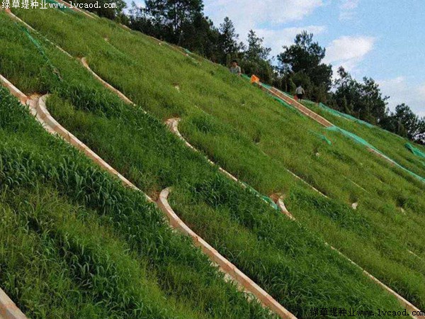 鐵路路基護坡綠化工程應(yīng)用 鐵路路基護坡綠化工程應(yīng)用