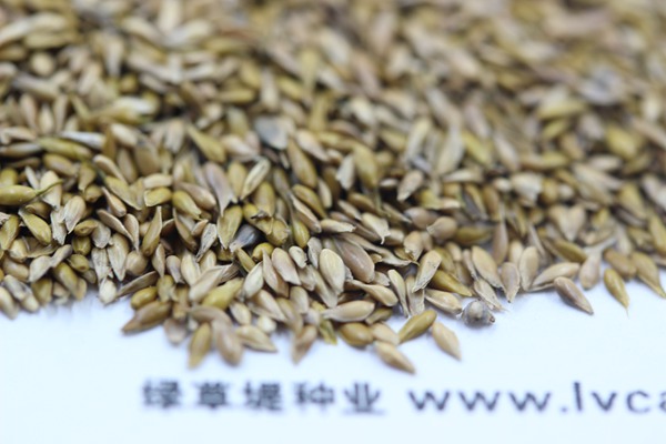 結(jié)縷草種子 結(jié)縷草種子