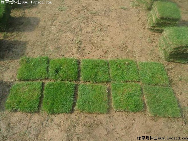 臺灣草 臺灣草