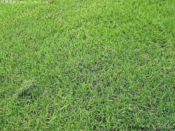 臺灣草 臺灣草