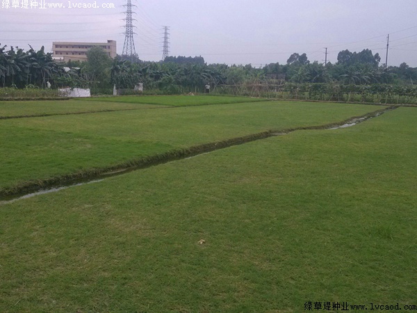 臺灣草 臺灣草