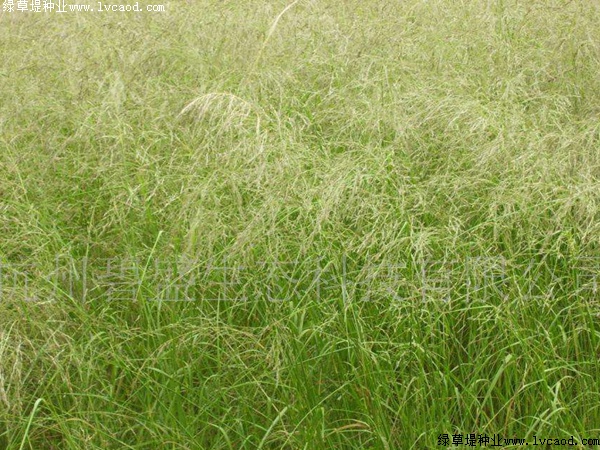 彎葉畫(huà)眉草 彎葉畫(huà)眉草
