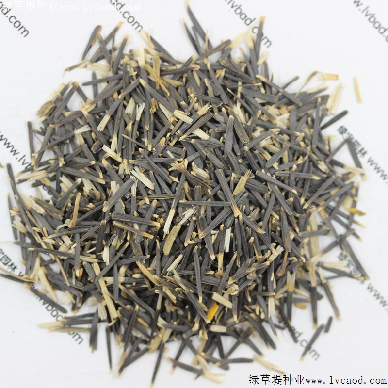 萬壽菊 萬壽菊