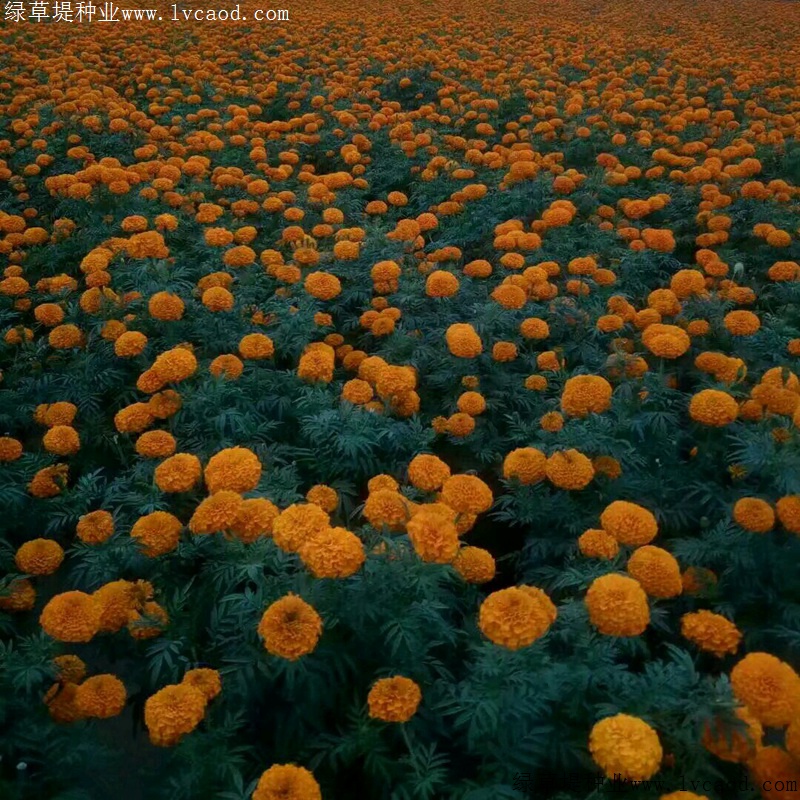 萬壽菊 萬壽菊