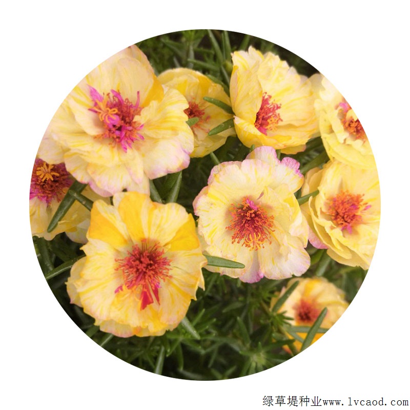 太陽花 太陽花