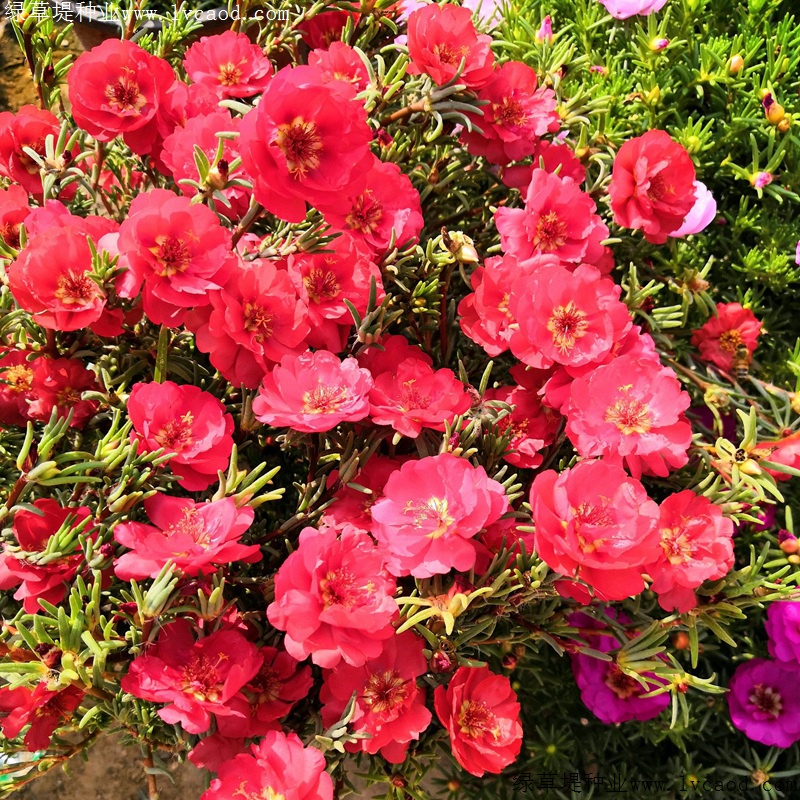 太陽花 太陽花