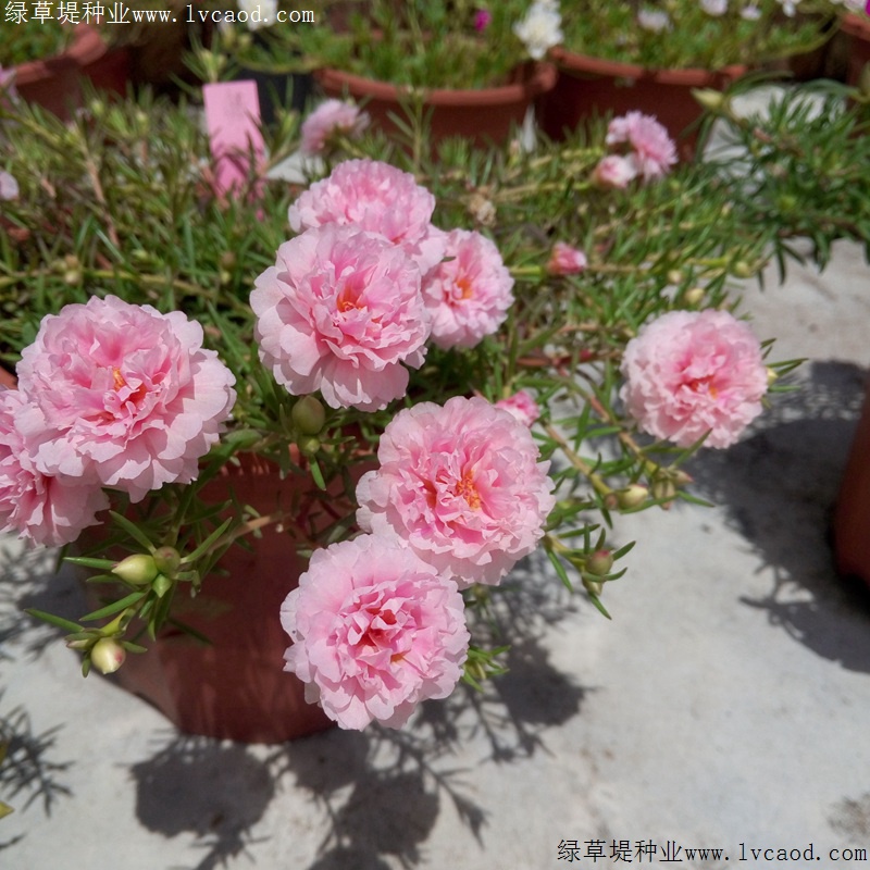 太陽花 太陽花