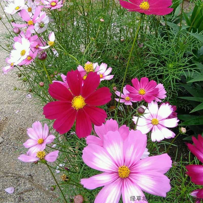 波斯菊 波斯菊