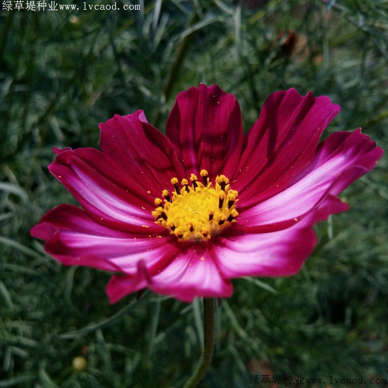 波斯菊 波斯菊