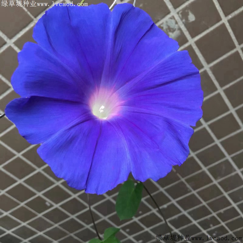 牽?；? width=