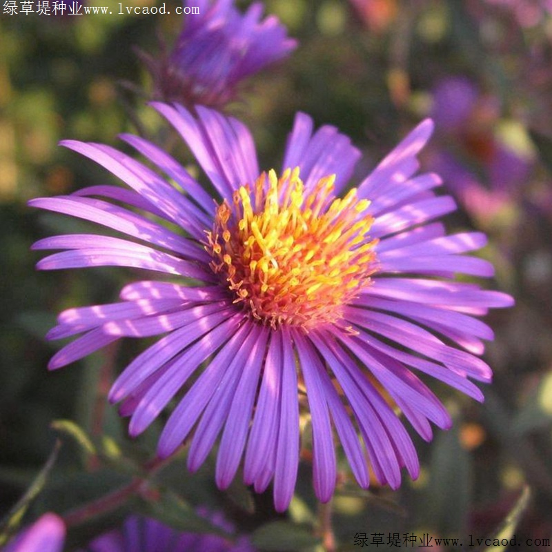 紫菀 紫菀