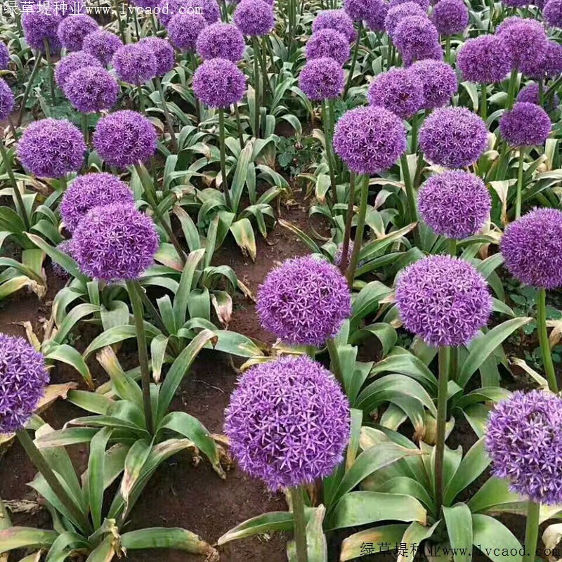 花蔥 花蔥