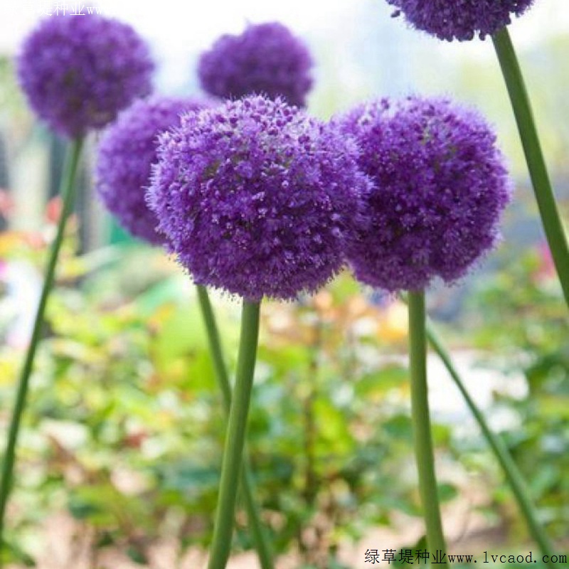 花蔥 花蔥