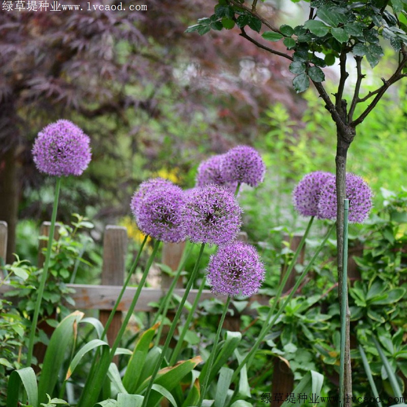 花蔥 花蔥