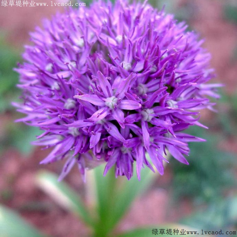 花蔥 花蔥