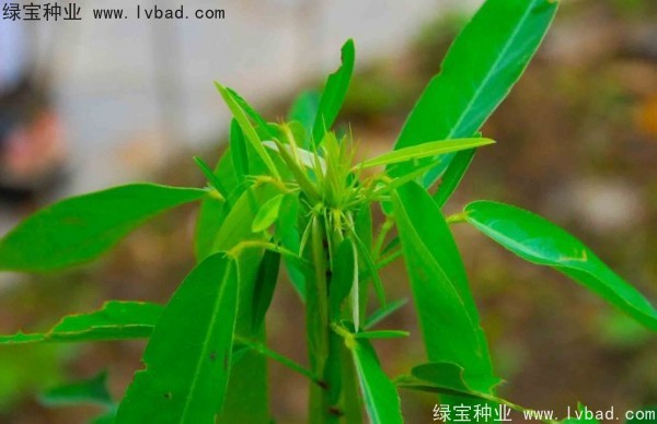 跳舞草 跳舞草