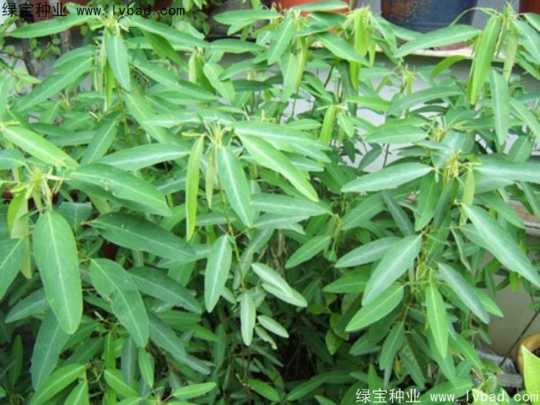 跳舞草 跳舞草