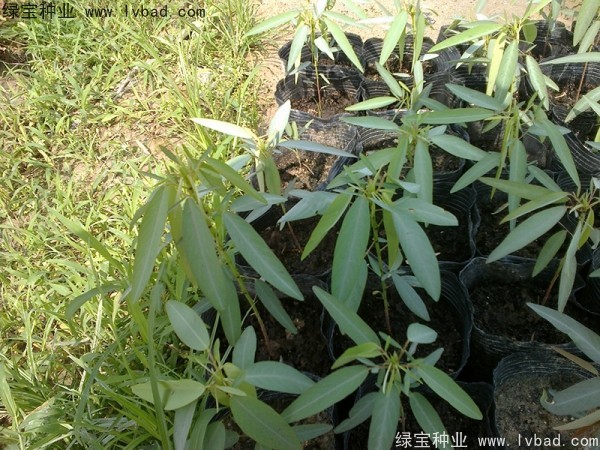 跳舞草 跳舞草