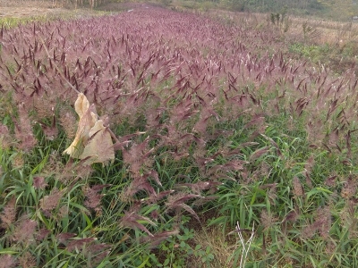 糖蜜草種子每畝地播種多少？