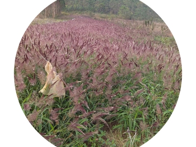 糖蜜草種子可以去哪里批發(fā)？