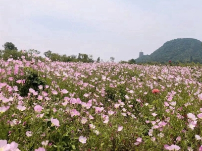 美麗月見(jiàn)草種子的播種量是多少？