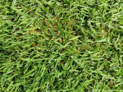 結縷草種子怎么催芽？