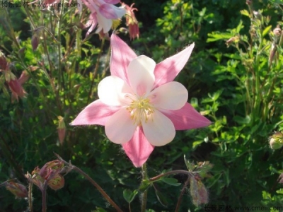 小花耬斗菜種子多少錢一斤？