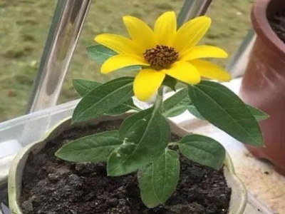 矮向日葵種子種多久開花？