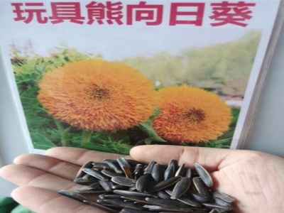 玩具熊向日葵種子生長(zhǎng)周期？