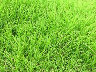 狗牙根草坪跟天鵝絨草坪的區(qū)別是什么？