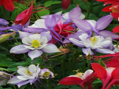 耬斗菜種子幾天后發(fā)芽？