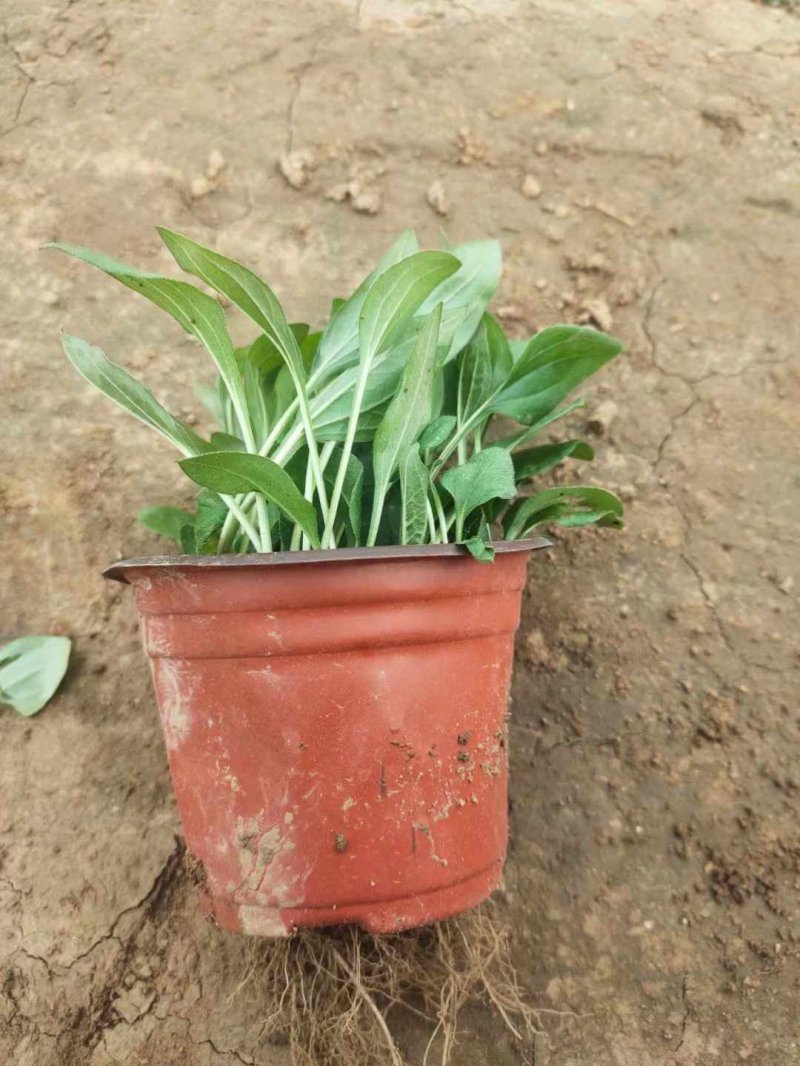 松果菊 松果菊