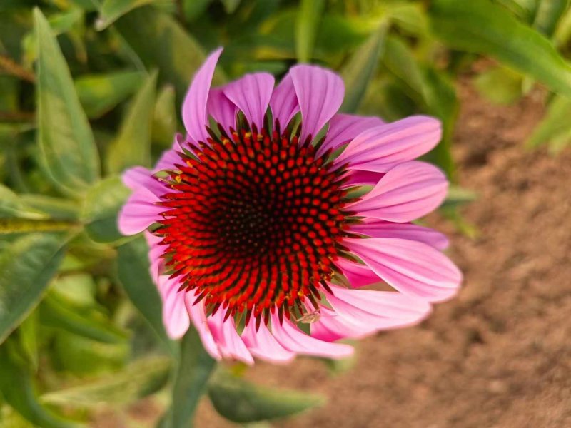 松果菊 松果菊
