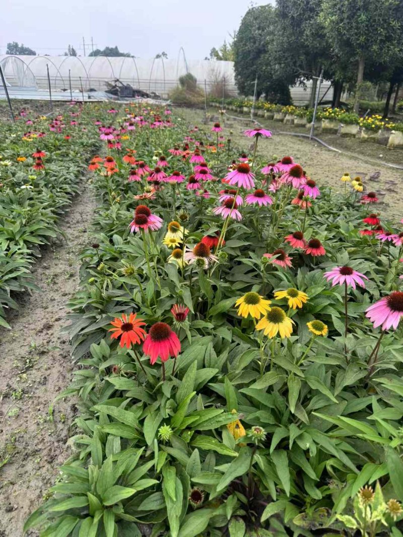 松果菊 松果菊