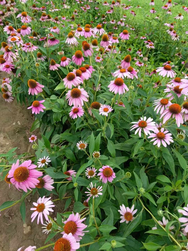 松果菊 松果菊