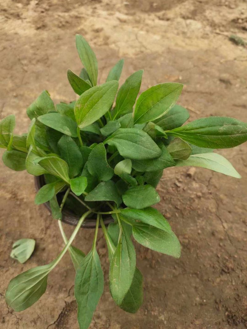 松果菊 松果菊
