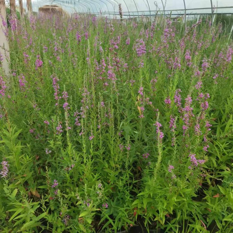 千屈菜 千屈菜