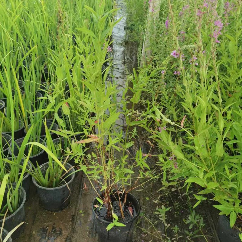 千屈菜 千屈菜