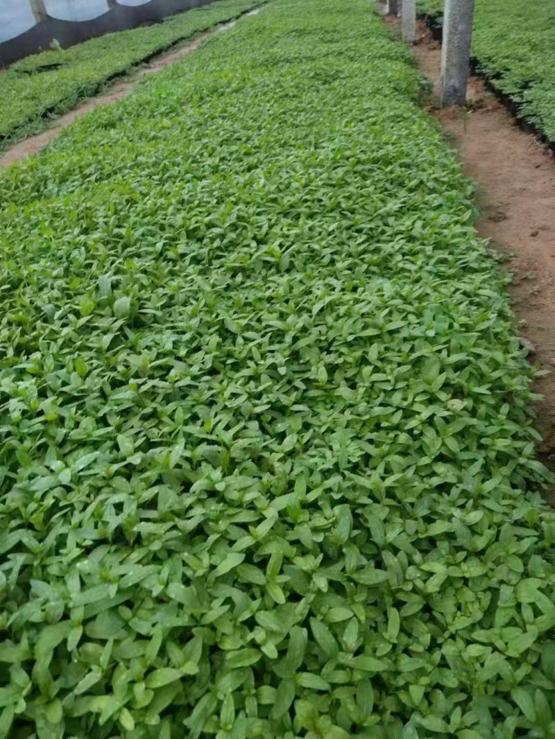 千屈菜 千屈菜