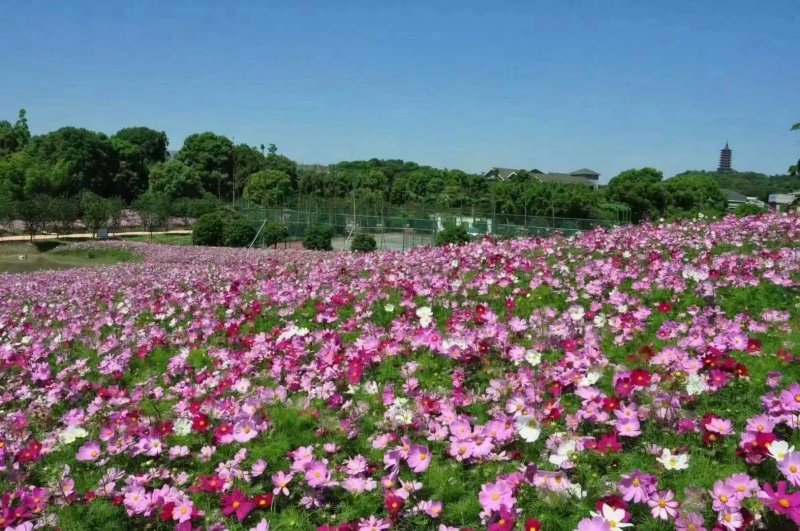波斯菊花朵花海 波斯菊花朵花海