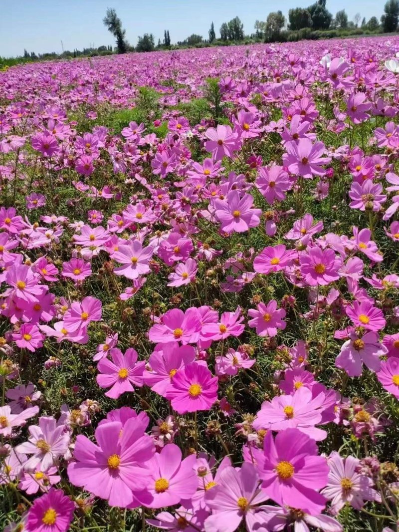 波斯菊花朵花海 波斯菊花朵花海