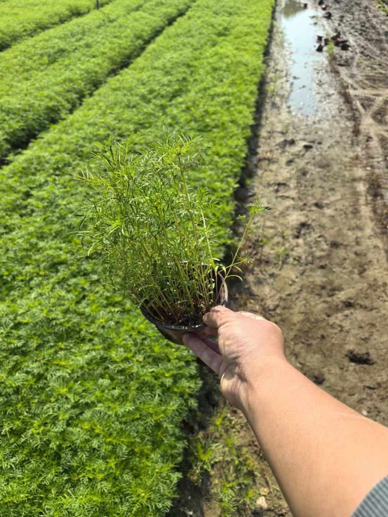 波斯菊苗杯苗容器苗 波斯菊苗杯苗容器苗