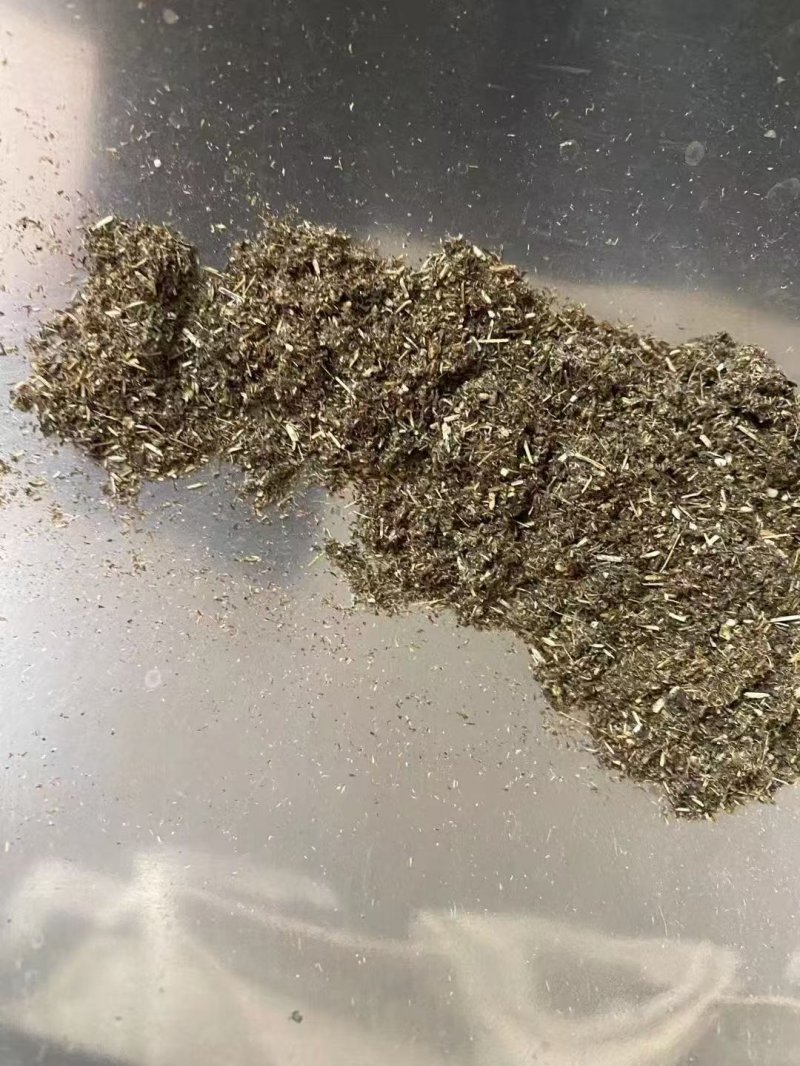 全后期采摘艾草種子 全后期采摘艾草種子