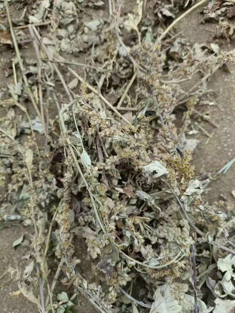 全后期采摘艾草種子 全后期采摘艾草種子