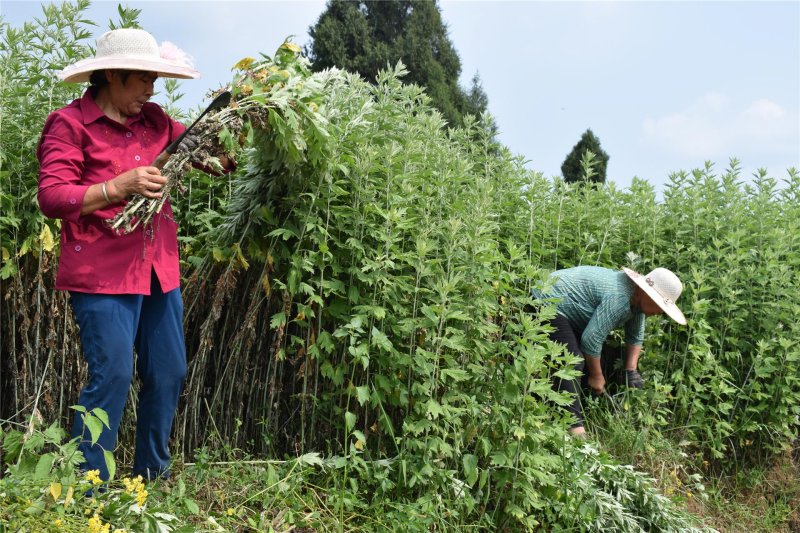 艾草種植基地 艾草種植基地