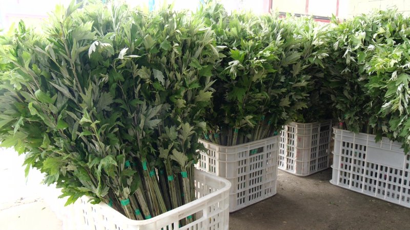 艾草種植基地 艾草種植基地