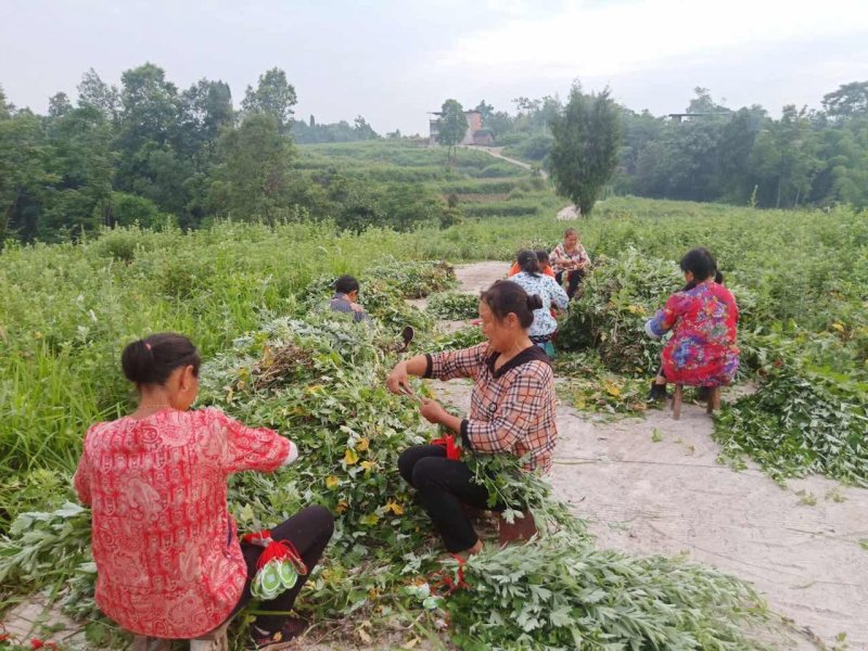 艾草種植基地 艾草種植基地