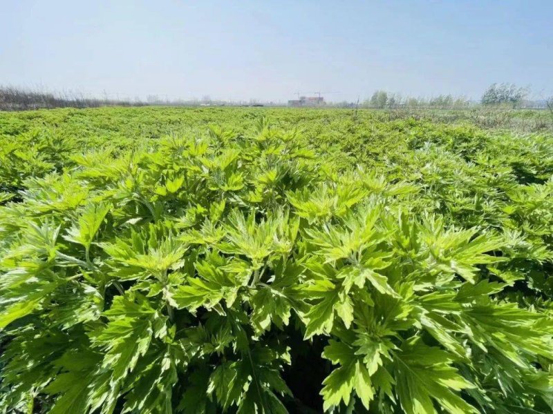 艾草種植基地 艾草種植基地