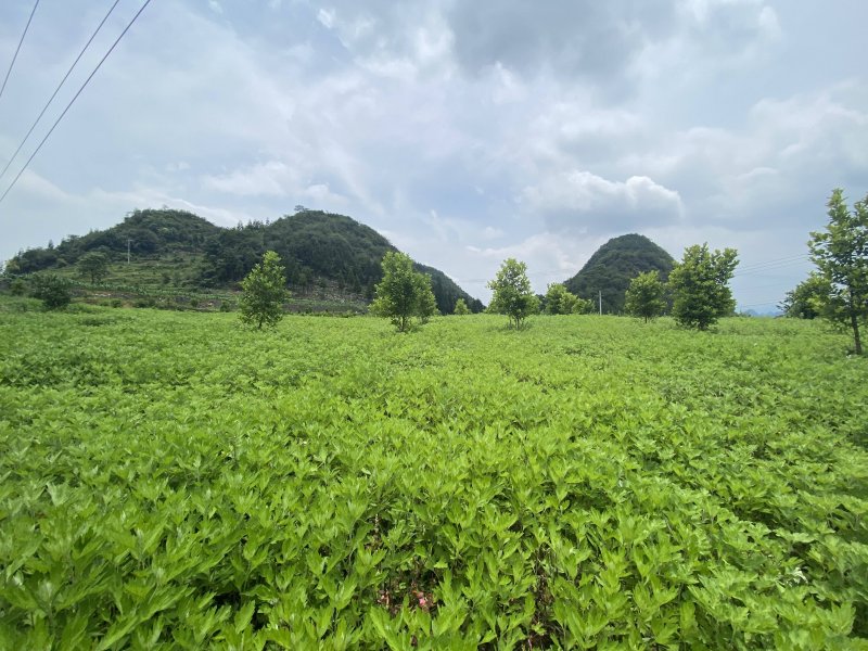 艾草種植基地 艾草種植基地
